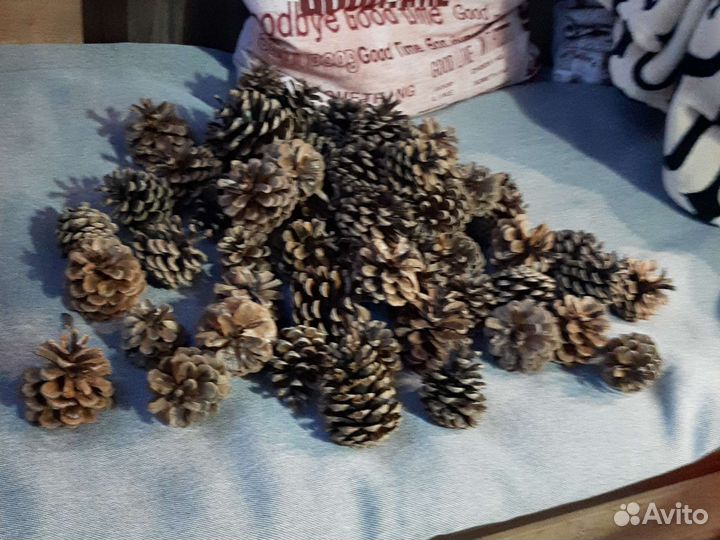 Шишка сосны. Творчество. Медицина. Кухня