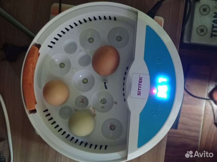 Инкубатор для яиц