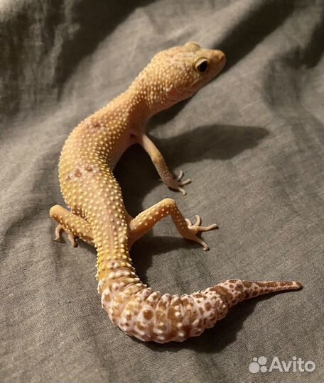 Ручной Эублефар. Самка 2018г