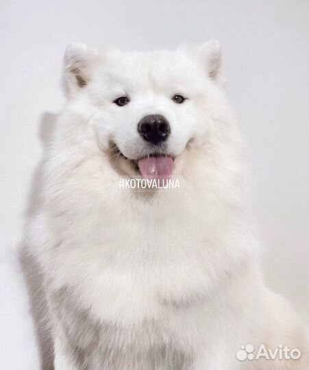 Породный груминг самоедских собак самоеды