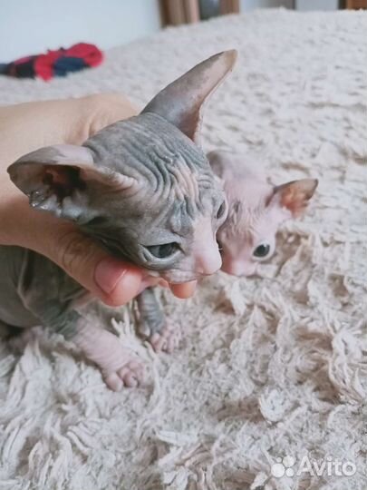 Донской сфинкс котята