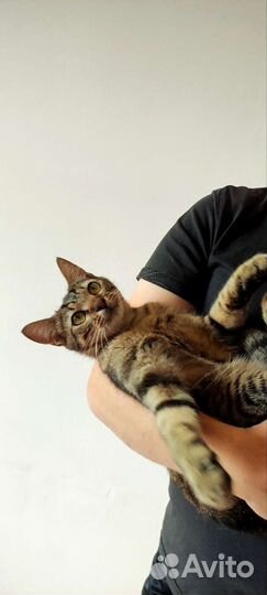 Котик подросток. Доставка. Кастрирован. Обработан