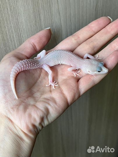 Эублефар самец Super Diablo