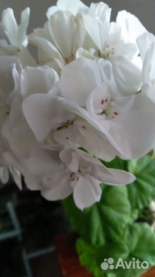 Пеларгония герань