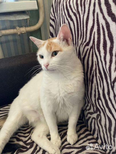 Кошечка Снежинка в дар