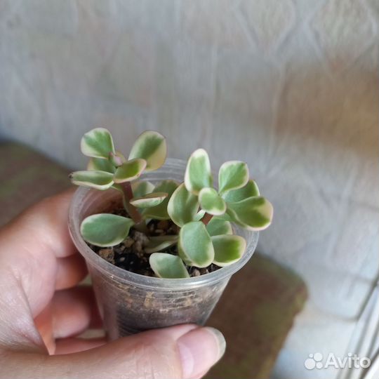 Разные комнатные растения Суккуленты