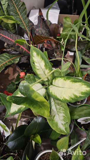 Продажа комнатных цветов