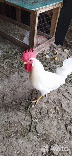 Петух леггорн