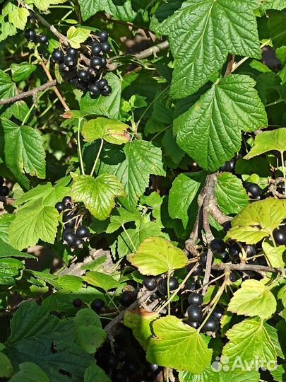 Черная смородина свежая