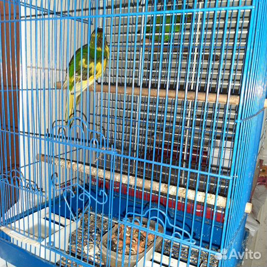 Попугай Какарик с клеткой