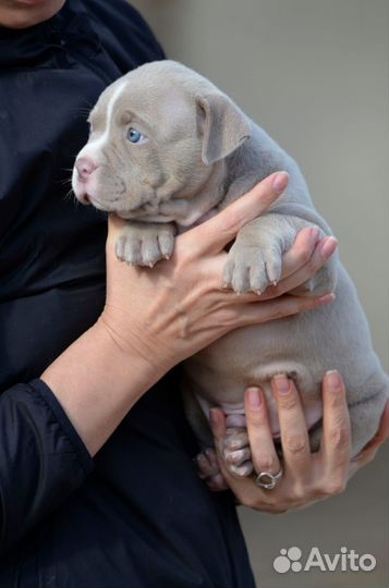 Американский булли