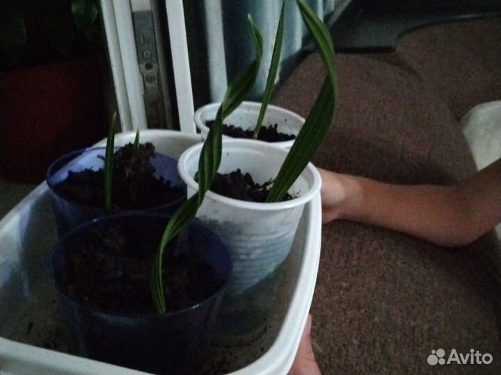 Финиковая пальма