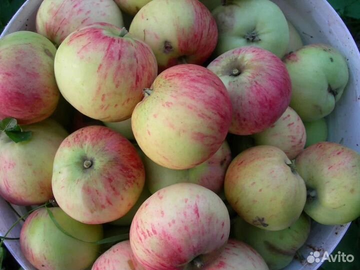Яблоки разные