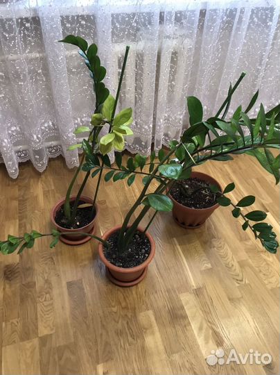 Замиокулькас