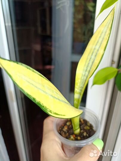 Сансевиерия сортовая