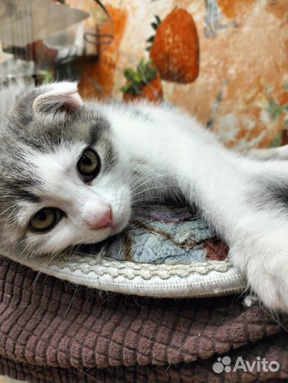 Шотландская вислоухая