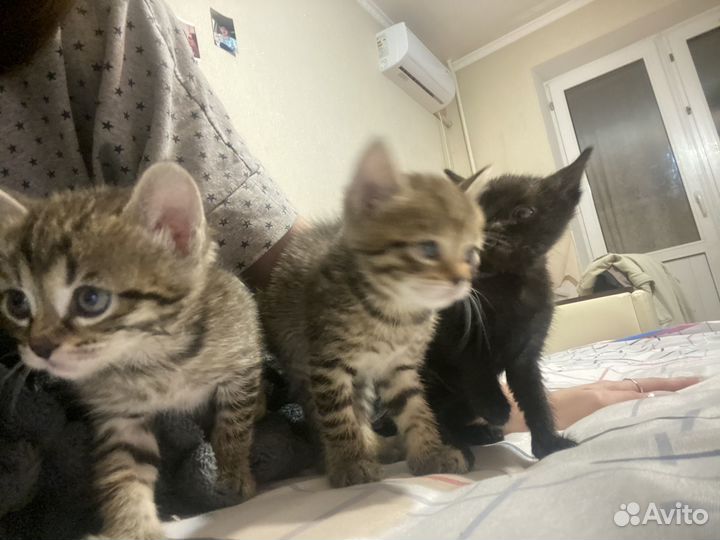 Котята бесплатно