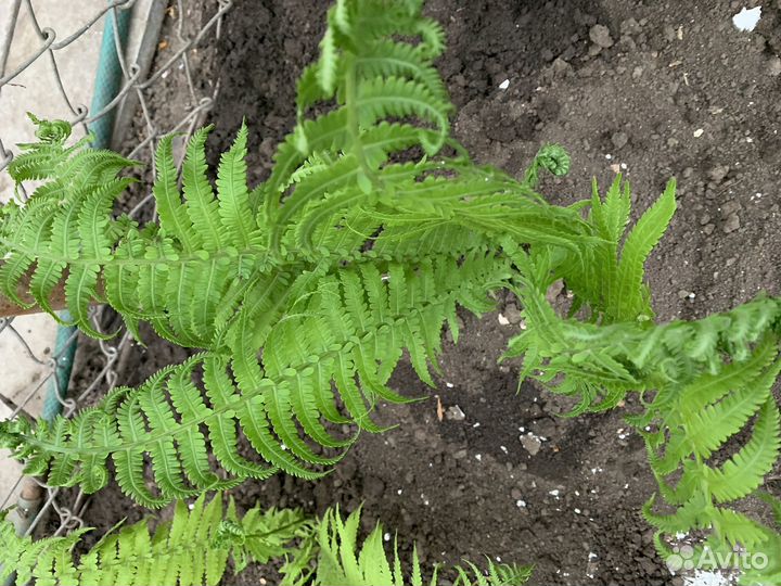 Папоротник