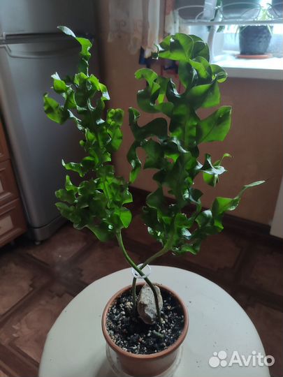 Папоротник