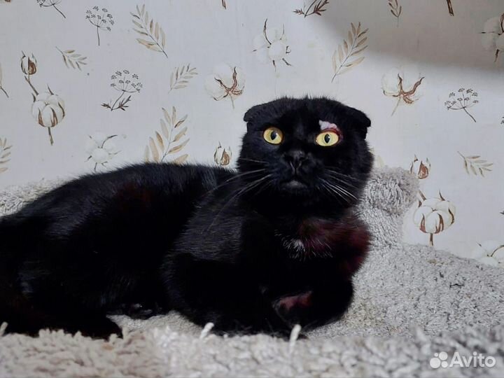 Шотландский вислоухий кот