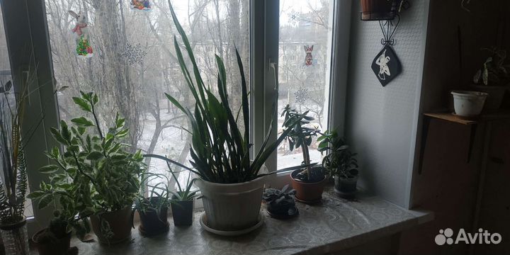 Комнатные цветы