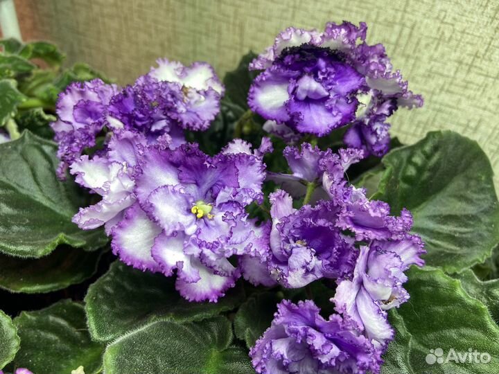 Черенки сортовых фиалок на срез