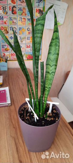 Сансевиерия