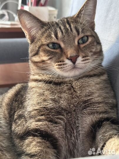 Кот в добрые руки