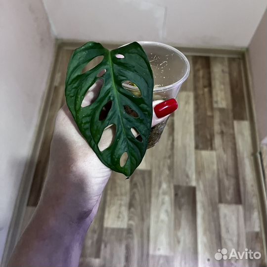 Монстера манки маск