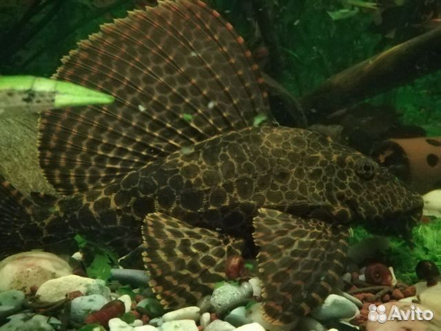 Птеригоплихт парчовый. Леопардовый сом. Рыбки