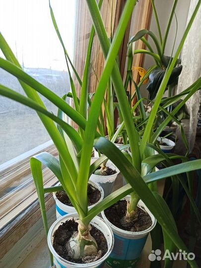 Лук индийский