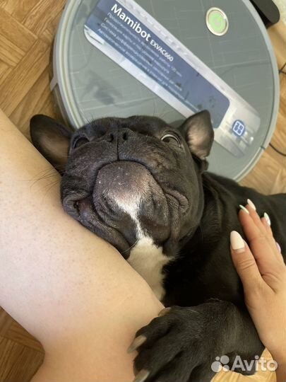 Французский бульдог вязка