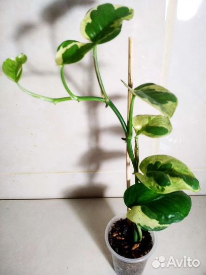 Эппипренум Сциндапсус обн.20.07