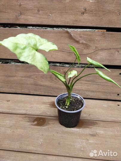 Бенджамина и другие