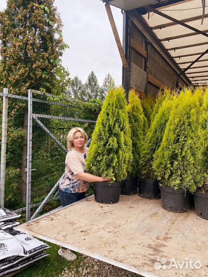 Туя Голден Смарагд