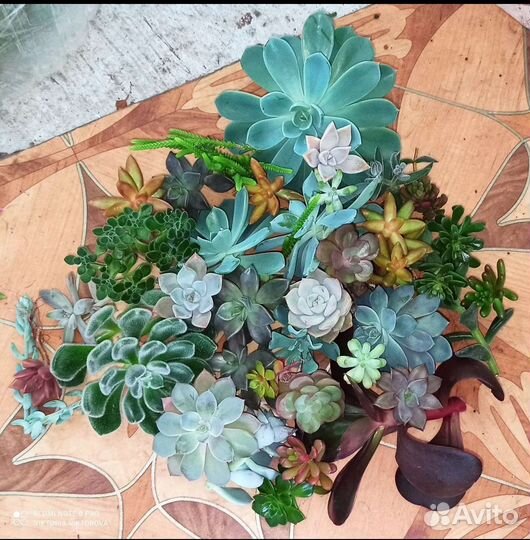 Суккуленты разные
