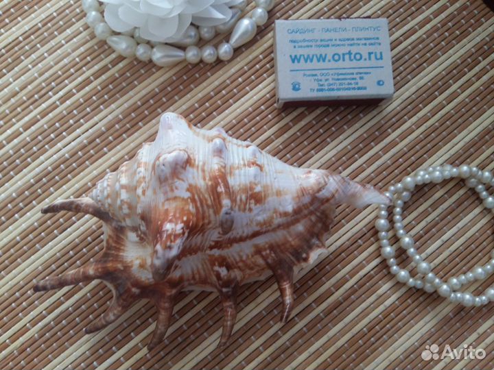 Морские ракушки и камни