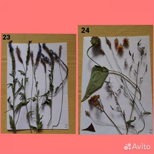 Сухоцветы разные