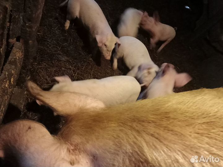 Продам поросят рождённые 27 апреля