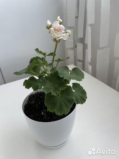 Пеларгония герань