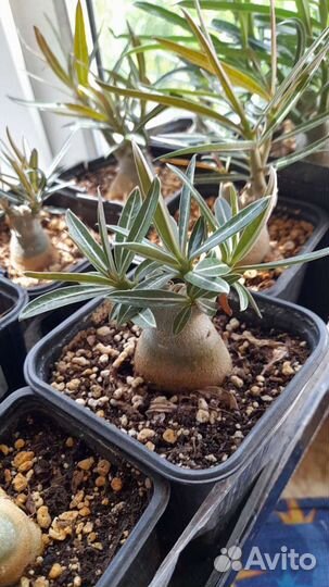 Адениум Роза пустыни криспы барашки