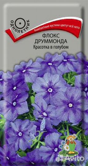 Семена Флокс Друммонда большой выбор доставка