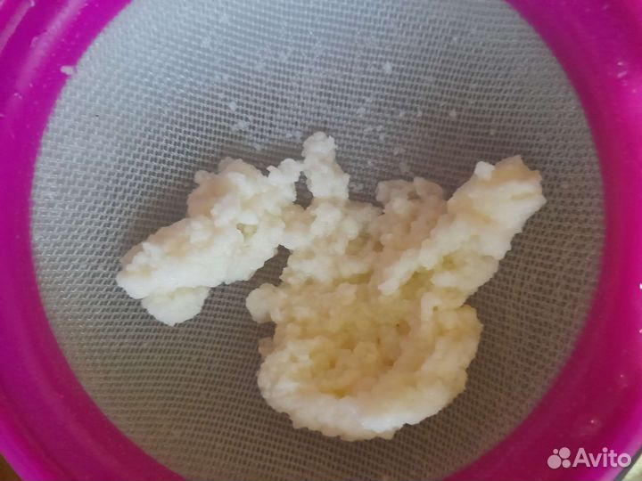 Тибетский молочный гриб