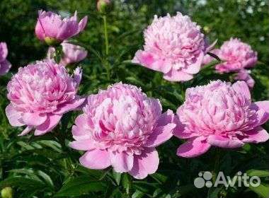 Цветы садовые многолетние