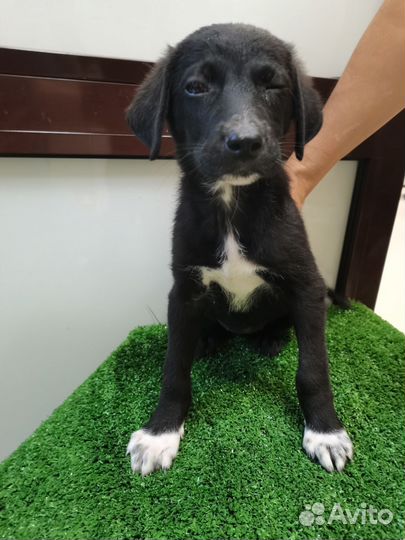 Собака щенок в добрые руки небольшая порода