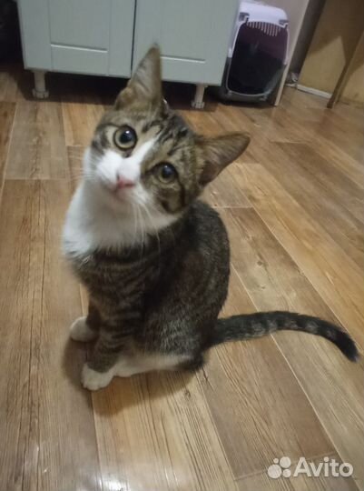 Котенок в добрые руки