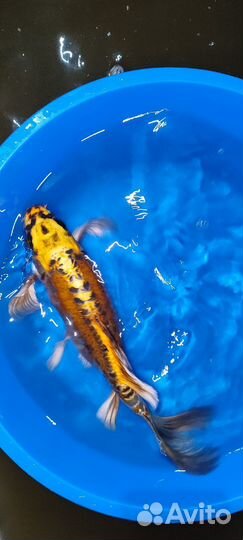 Карп кои крупный