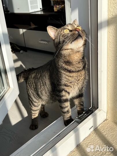 Кот великолепный полосатый