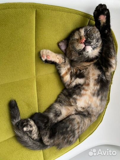 Котенок-девочка в добрые руки