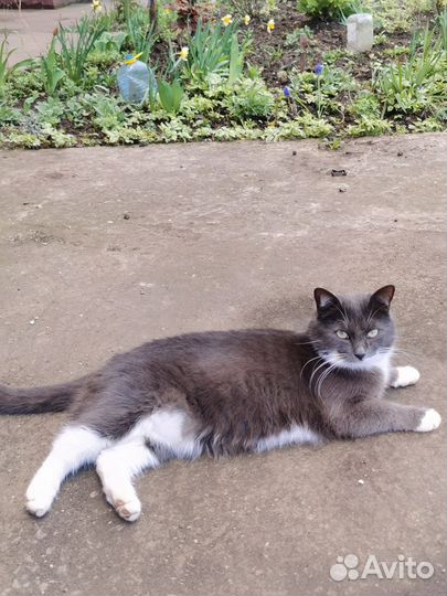 Кошки ищут дом